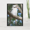 Search for kookaburra cards Australia