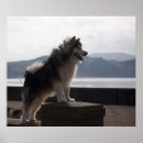 Search for malamute dog posters Canine