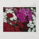 Search for dianthus postcards Pink