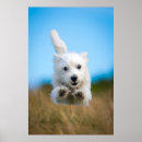 Search for west highland terrier posters Pets