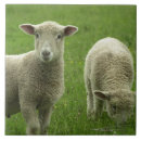 Search for lamb tiles Grass