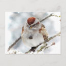 Search for bird tree postcards Season