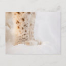 Search for lynx postcards Snow