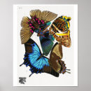 Search for papillon vintage posters Butterfly