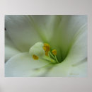 Search for easter lily posters Floral