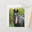 Search for mares postcards Beautiful
