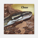 Search for python magnets Pet