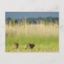 Search for rear view postcards Animal