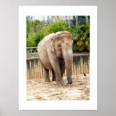 Search for indian elephant posters Wildlife