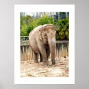 Search for indian elephant posters Nature