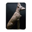 Search for 1000 magnets Dog