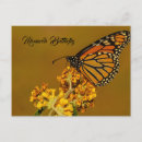 Search for monarch postcards Butterflies