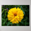 Search for yellow chrysanthemums posters Flower