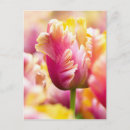 Search for flower bulbs postcards Garden