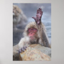Search for macaque posters Animals in the wild