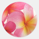 Search for yellow frangipani stickers Hawaii