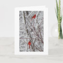 Search for cardinal christmas cards Merry