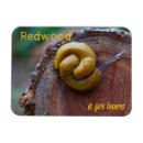 Search for redwood national park magnets Redwoods