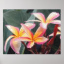 Search for bromeliad posters Floral