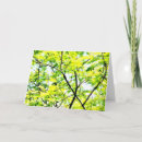 Search for fern photography Outdoors