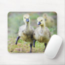 Search for goslings mouse mats Animal