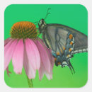 Search for black swallowtail stickers Butterfly