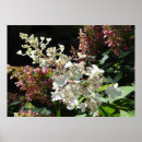 Search for hydrangea shrubs Floral