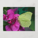 Search for brimstone postcards Insect