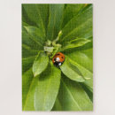 Search for ladybird puzzles Beetle