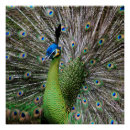 Search for tail feathers posters Zoo