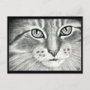 Search for black and white cat postcards Pencil