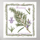 Search for herbals posters Home