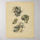 Search for human face Anatomical