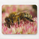 Search for foraging mouse mats Nature