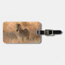 Search for foal accessories Young