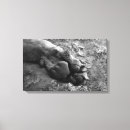 Search for white lion art Black