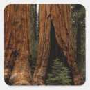 Search for redwood trees stickers Sequoia