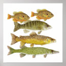 Search for pike fishing posters Glace