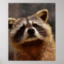 Search for racoon art posters Furry
