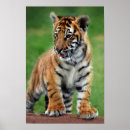 Search for tiger cub posters Nature