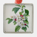 Search for apple tree blossom Trees