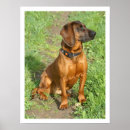 Search for bavarian posters Dog