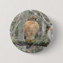 Search for red tail badges Birds of prey