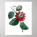 Search for passiflora Red