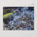 Search for undersea postcards Aquarium