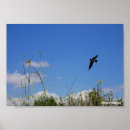 Search for swallow posters Photography