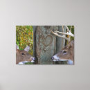 Search for whitetail canvas prints Animal
