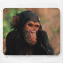 Search for chimpanzees electronics Africa