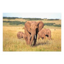 Search for bush art Animal