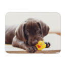 Search for rubber duck magnets Animal